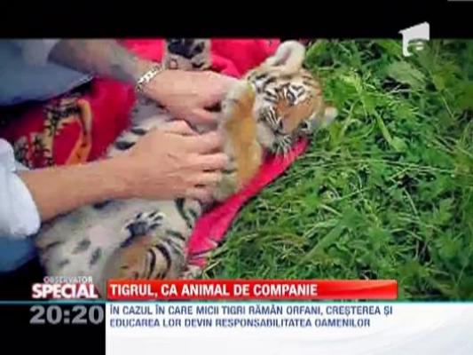 OBSERVATOR SPECIAL: Tigrul, ca animal de companie