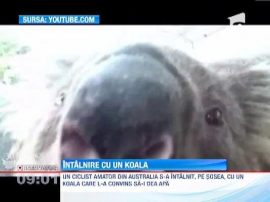 Un ciclist amator a fost convins de un koala sa-i dea apa