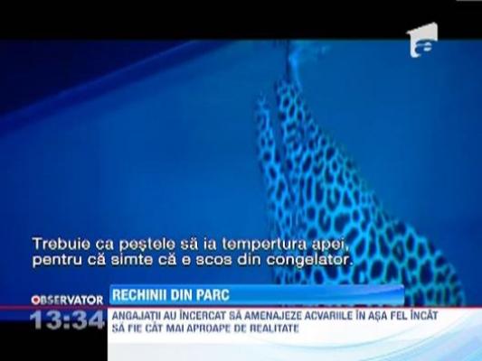 Trei rechini au fost expusi in acvariul din Parcul Herastrau