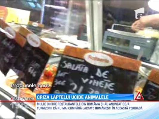 Fermierii ameninta ca-si vor taia animalele din cauza scandalului laptelui contaminat