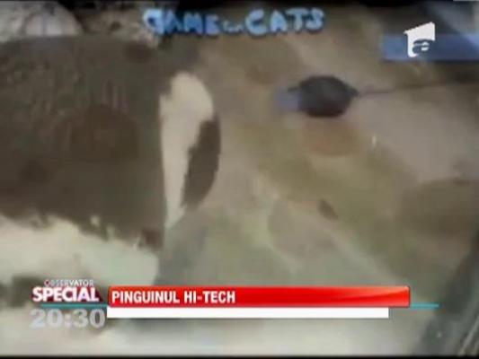 Observator Special: Pinguinul hi-tech