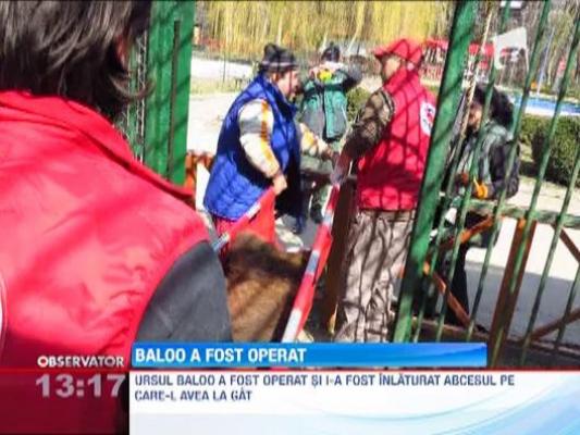 Baloo, unul dintre cei doi ursi lui Nutu Camataru, a fost operat