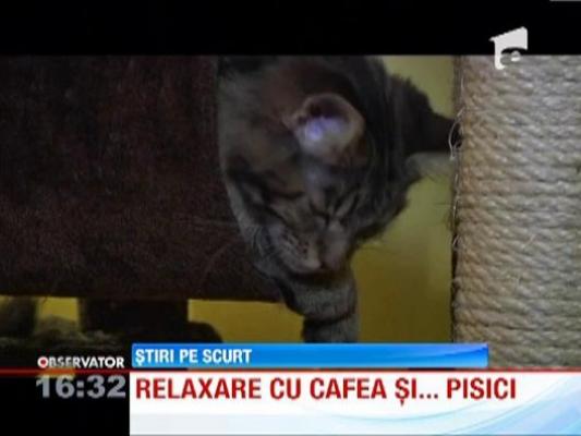 Cafenele speciale: se serveste cafea si relaxare... in bratele unei pisici dragastoase!