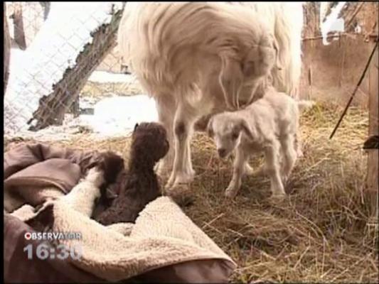 Minunea din tarc: Povestea caprei cu... patru iezi!