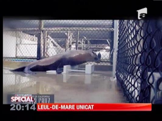 SPECIAL!!! Un leu-de-mare din SUA a devenit singurul mamifer non-uman, capabil sa tina ritmul unei melodii