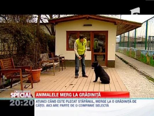 OBSERVATOR SPECIAL: Gradinita de catei, raiul patrupedelor