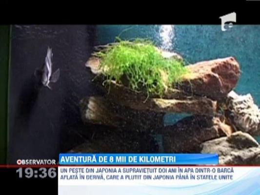 Un peste din Japonia a supravietuit timp de doi ani, intr-o barca aflata in deriva