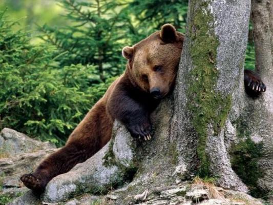 Udrea, noua partenera lui Baloo, ursul lui Nutu Camataru