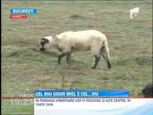 Bucurestenii pot asista la sacrificarea mieilor in locuri special amenajate