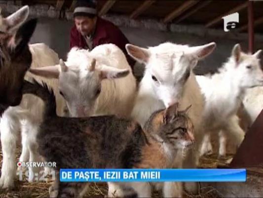 De Paste, carnea de ied e mai cautata decat cea de miel