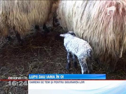 Oierii din Harghita sunt disperati: Lupii infometati le-au sfasiat zeci de oi