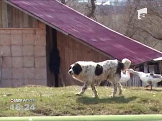 Sfasiat de o haita de caini de stana. Un barbat s-a ales cu 13 muscaturi pe tot corpul