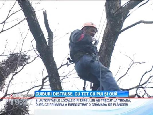 Targu Jiu: Alpinistii utilitari distrug cuiburile de ciori