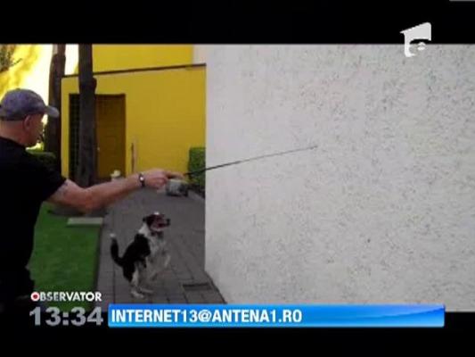 Catelul extrem