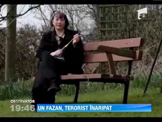 Un fazan terorizeaza un cuplu de batrani din Anglia