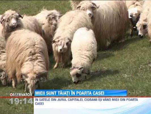 PERICULOS: Mieii sunt taiati chiar in poarta casei