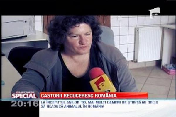 OBSERVATOR SPECIAL: Castorii recuceresc Romania