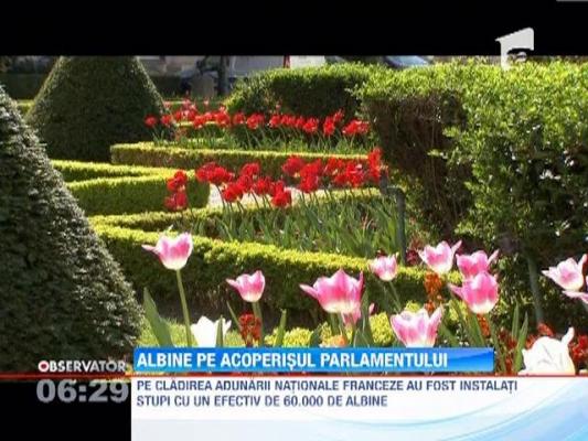 Stupi cu 60.000 de albine, pe acoperisul Parlamentului francez