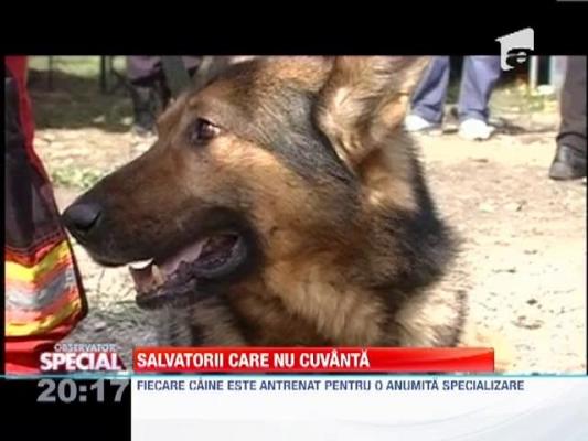 Observator Special: Armata de patrupede a fortelor de ordine romanesti