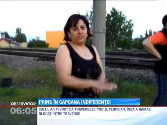 Un cal a ramas blocat intre traversele unui pod feroviar