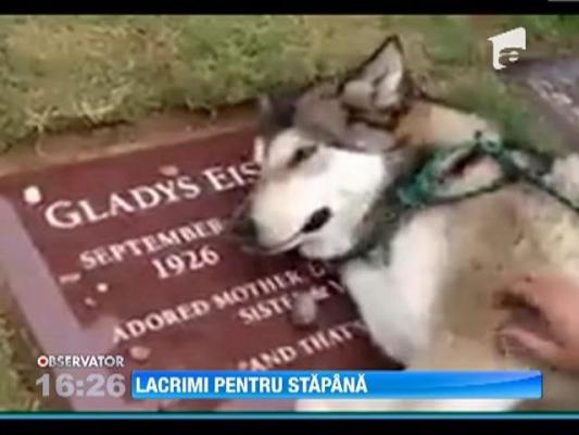 Un caine plange la mormantul stapanei sale!