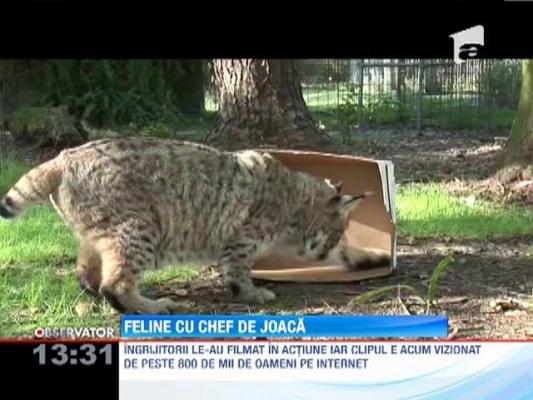 ADORABIL: Toate felinele iubesc cutiile de carton