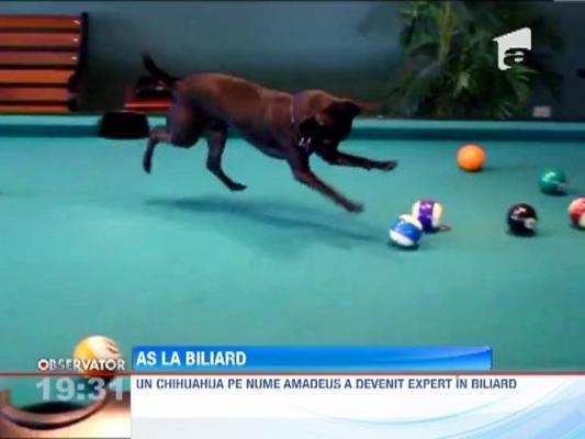 Un chihuahua, as la biliard