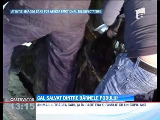 IMAGINI SOCANTE! Cal salvat dintre barnele unui pod