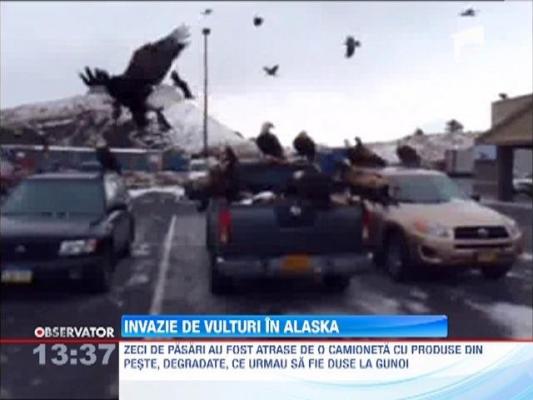 Alaska : Zeci de vulturi s-au napustit asupra unei camionete