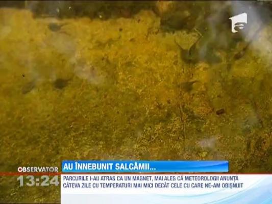 Plimbare pe sub salcamii infloriti