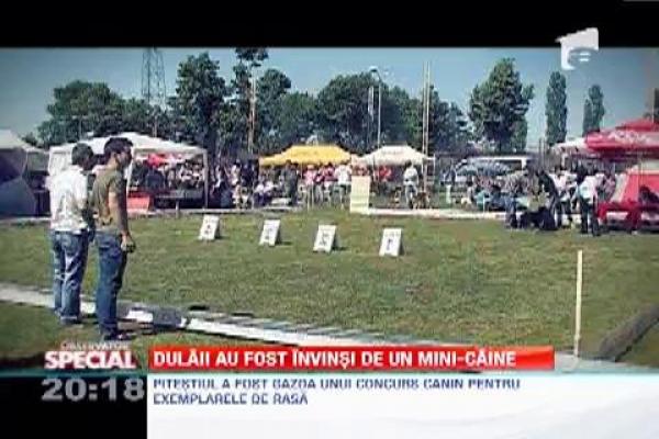 Observator Special: Spectacol chinologic la Pitesti