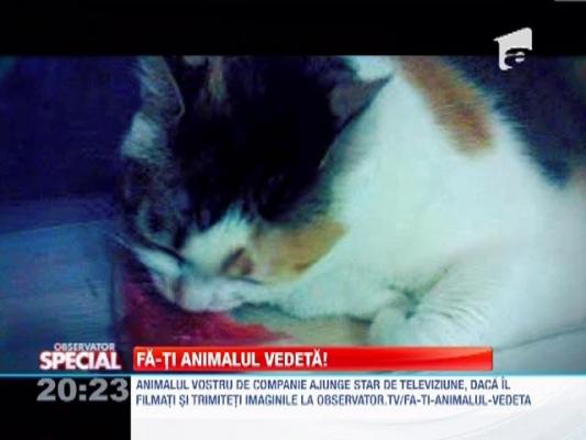Fa-ti animalul vedeta! O pisica bea apa cu labutele