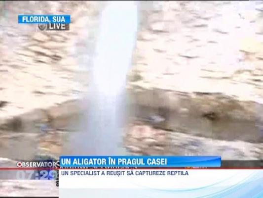 Familie tinuta prizoniera in casa de un aligator de aproape doi metri si jumatate
