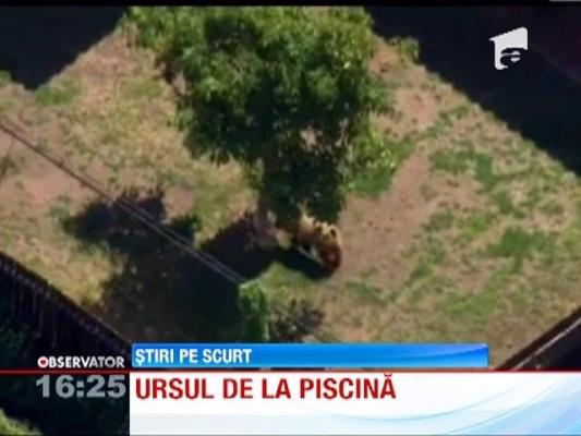 Un urs s-a racorit intr-o piscina din California