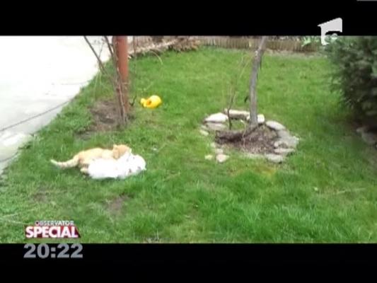Fa-ti animalul vedeta! Cum sa imprietenesti cainele cu pisica