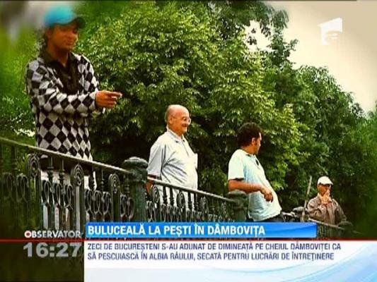 Buluceala la pesti in Dambovita