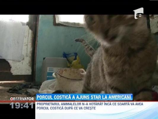 Purcelusul adoptat de o pisica, vedeta internationala