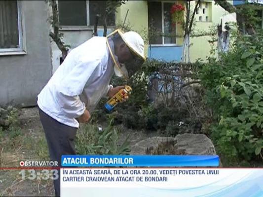 Atacul bondarilor intr-un cartier craiovean