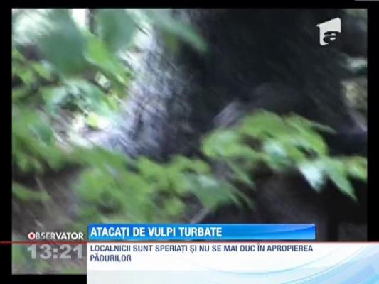 Atacati de vulpi turbate