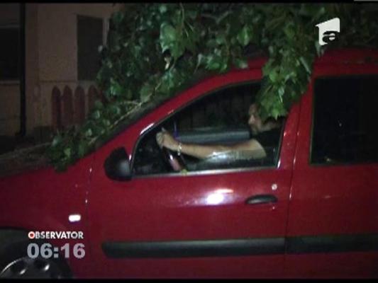 Braila: Un copac a cazut peste doua masini in cartierul Obor