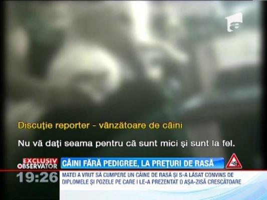 Caini fara pedigree, vanduti la preturi de patrupezi de rasa