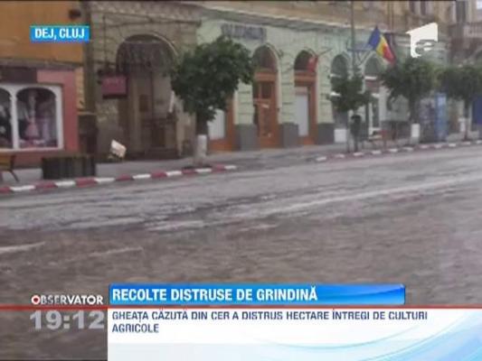 Recolte distruse de grindina