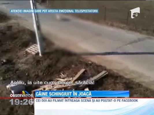 IMAGINI SOCANTE! Caine schingiuit in joaca