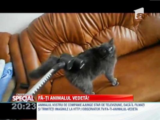 Fa-ti animalul vedeta! Pisica indragostita de aspirator