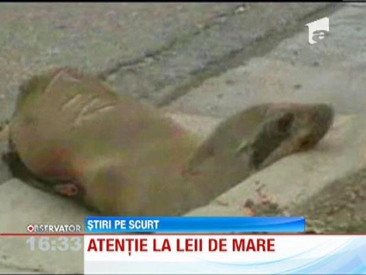 SUA: Un pui de leu de mare si-a facut culcusul pe o autostrada intens circulata