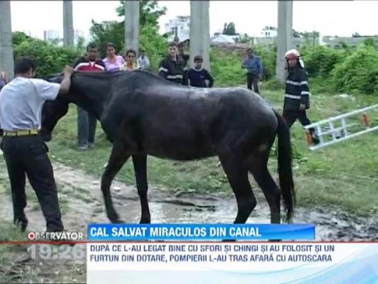 Arges: Un cal a fost salvat miraculos dintr-un canal