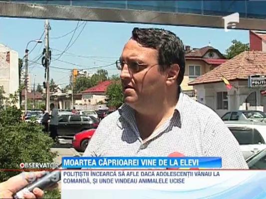 Caprioare ucise cu caini speciali antrenati