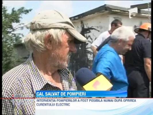 Operatiune spectaculoasa de salvare a unui cal cazut intr-un camin subteran