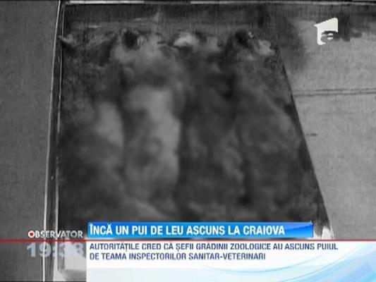 Craiova: Pui de leu de patru luni, tinut ascuns si descoperit de autoritati