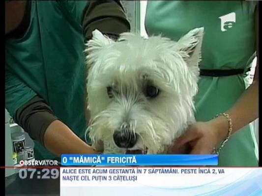 Inseminare artificiala pentru catei